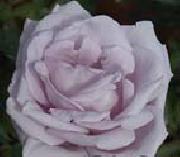 White Realistic Rose unknow artist